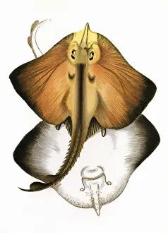 Marine Life History Imprime: Raia marginata, or Bordered Ray