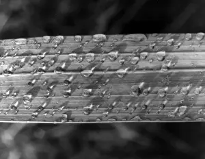 Raindrops On Leaves Imprime: RAINDROPS