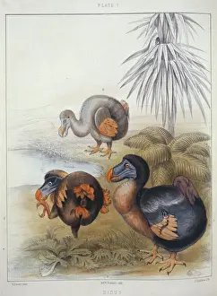 Impresiones de Plata 1 de los Memorias sobre el Dodo por Sir Richard Owen, 1866 Columbiformes Imprime: Dodo Raphus cucullatus