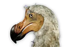 Mauricio Imprime: El cuervo de Dómini (Ducula rufescens)