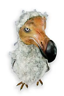 Impresiones de Un especimen montado del ave extinta que no puede volar, el codorniz (Raphus cucullatus), se encuentra aquí Columbiformes Imprime: Dodo Raphus cucullatus