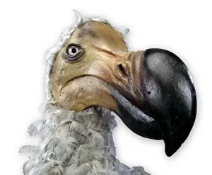 Raphus cucullatus, dodo.