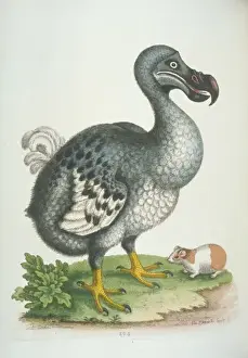 Impresiones de Plata 294, litografía a mano coloreada con cobre de la placa de Eduardo George Las Recogidas del Historia Natural, Tomo II (1760) George Edwards Imprime: Dodo Raphus cucullatus