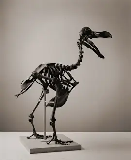 Paloma Imprime: Raphus cucullatus, dodo.