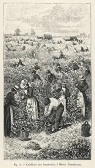 Britain Farming History Imprime: Raspberry Picking / 1901