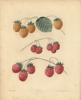 Historical Fruit Illustrations Imprime: Raspberry varieties