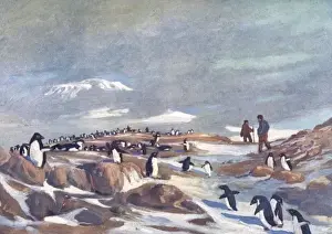 Early 20th Century Expeditions Imprime: Return of the Penguins
