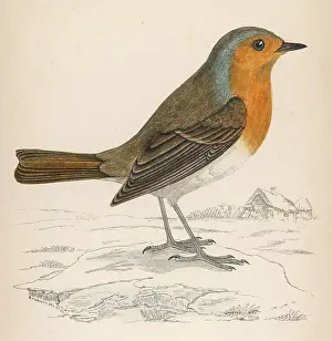 Garden Birds UK Imprime: Robin (Morris)