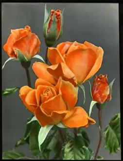 Colourful Roses Imprime: Rosa Emma Wright