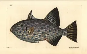 George Shaw Zoology Imprime: Rough triggerfish, Canthidermis maculata