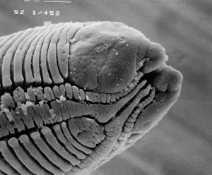 Scanning Electron Micrograph SEM Imprime: Roundworm