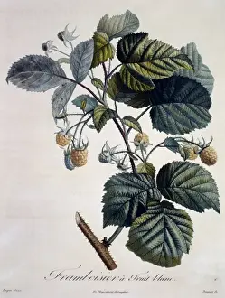 Dicotyledon Flowering Plants Imprime: Rubus idaeus, raspberry