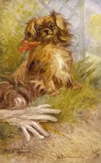 Pekingese Breed Imprime: Ruby Pekingese / Postcard