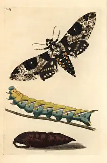 Frederick Nodder Illustrations Imprime: Rustic sphinx, Manduca rustica