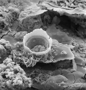 Scanning Electron Microscope SEM Imprime: Rusty screw