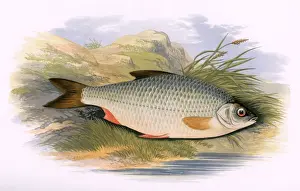 Roach Imprime: Rutilus rutilus, o Roacho Común.