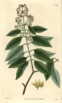Santalum album, de Curtiss Botánico.