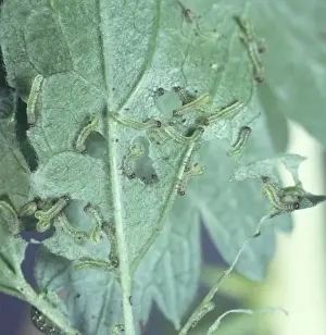 Insect Feeding Habits Imprime: Sawfly larvae devouring a leaf