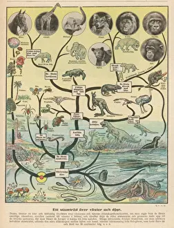 Impresiones de Desde la célula simple hasta el girafa, vía el mastodonte y el pterodáctilo Giraffidae Imprime: Ciencia / Evolución