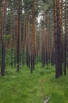 Scots Pine Forest Imprime: Scots Pine forest