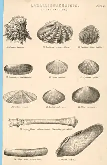 Impresiones de Una variedad de conchas marinas incluyendo mejillones, coquillas y palitos de navaja Navajas Imprime: Conchas de mar