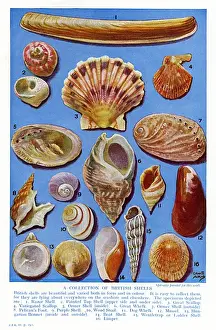 Whelks Imprime: Una selección de conchas británicas.