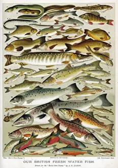 E Imprime: Selección de Peces