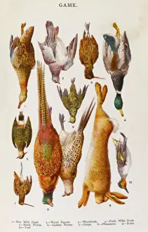 Impresiones de Aves de caza variadas: pato silvestre común y torcido en el bosque; ganso sylva; gallinero del campo Columbiformes Imprime: Selección de Juego