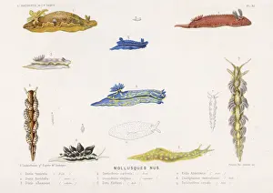 Sea Creatures Photography Imprime: Selection of Molluscs