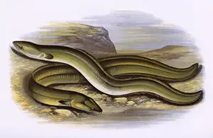Impresiones de Anguila de Nariz Puntiaguda (Anguilla anguilla, Anguilla acutirostris), y Anguila de Nariz Ancha (Anguilla anguilla, Anguilla latirostris). Fecha: 1879 Anguila Imprime: Anguila de Nariz Puntiaguda y Anguila de Nariz Ancha.