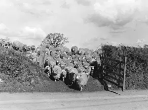 Vintage Farm Photography UK Imprime: Sheep Push through Gate