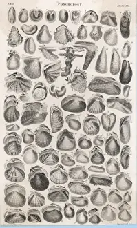 Bivalve Mollusks Imprime: Shells and Bivalves
