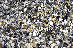 Beach Shells Imprime: Shells & pebbles on beach