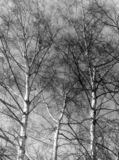 Silver Birch Forest Imprime: Silver Birch Tree
