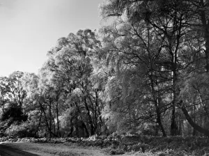 Silver Birch Trees Imprime: Silver Birches