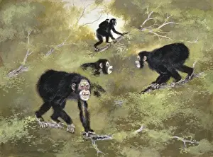 Human Evolution Timeline Imprime: Sivapithecus indicus