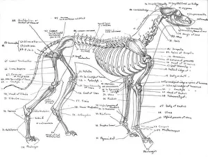 Impresiones de Dibujo anatómico detallado en tinta de un hueso del perro gris con todas las etiquetas labradas Imágenes Relacionadas Imprime: Esqueleto de un galgo gris