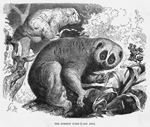 Primates Imprime: Loris lento