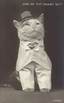 Cat Wearing Hat Imprime: One of the smart set