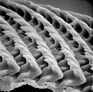 Caracoles Imprime: Dientes de caracol