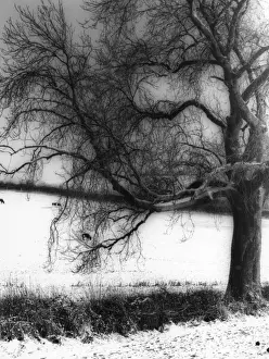 Snow Covered Trees Image Imprime: Snow and Tree Study