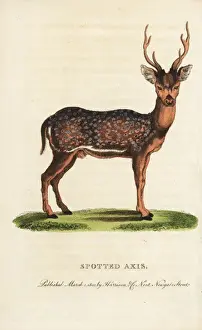 Zoology Historical Illustrations Imprime: Spotted axis, Axis axis