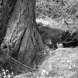 Norman Synge Photography Imprime: Spring Snowdrops