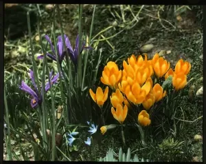 Primavera Imprime: Iris reticulada y Croco chrysantho.