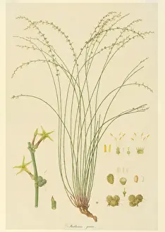 Australian Botanical Drawings Imprime: Stackhousia viminea, slender stackhousia