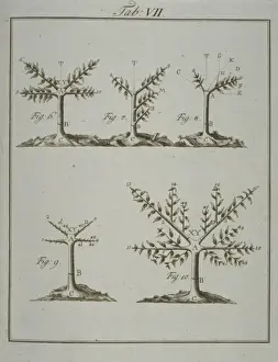 Flowering Plant Illustration Imprime: Stages in Pruning - 2