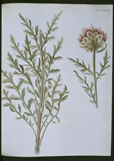 Dicotyledonous Plant Species Imprime: Stemmacantha uniflora