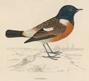 British Wildlife Paintings Imprime: Stonechat (Morris)