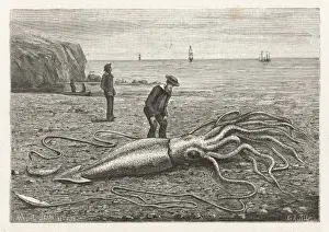 Princeps Imprime: Pulpo atrapado en Canadá