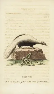 Zoology Historical Illustrations Imprime: Striped skunk, Mephitis mephitis